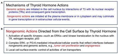 Clinical Implications and Impact of Discovery of the Thyroid Hormone Receptor on Integrin αvβ3–A Review